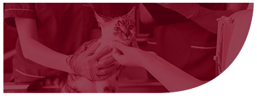 Pack Veterinario